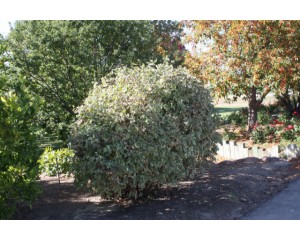 Variegated Redtwig Dogwood ©photo ArborTanics Inc.