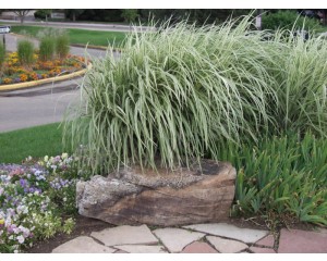Variegated Japanese Silver Grass...©photo ArborTanics Inc.