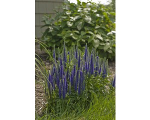 Photo Courtesy of Ball Horticultural Company