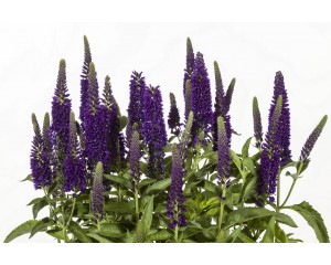 Photo Courtesy of Green Fuse® Botanicals, Inc.