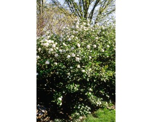 Photo Courtesy of Bailey Nurseries Inc.