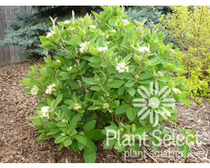 Photo Courtesy of Plant Select©