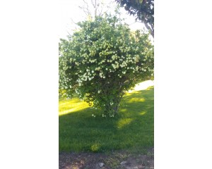 Snowball Bush Viburnum...©photo ArborTanics Inc.
