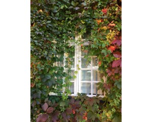 Virginia Creeper, Engleman Ivy