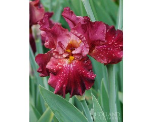 Image courtesy Holland Bulb Farms