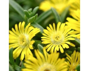 Image Courtesy Concept Plants