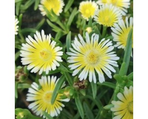 Image Courtesy Concept Plants
