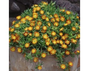 Image Courtesy Concept Plants