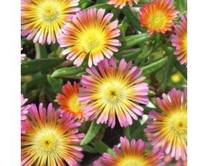 Image Courtesy Concept Plants