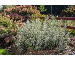 Photo Courtesy of Bailey Nurseries Inc.