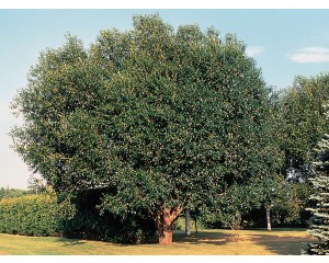 Photo Courtesy of USDA-NRCS PLANTS Database / Herman, D.E. et al. 1996