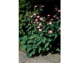 Photo Courtesy of Bailey Nurseries Inc.