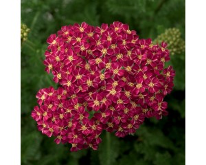 Photo Courtesy of Ball Horticultural Company