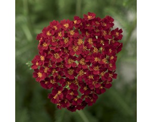 Photo Courtesy of Syngenta Flowers