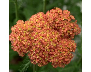 Photo Courtesy of Ball Horticultural Company