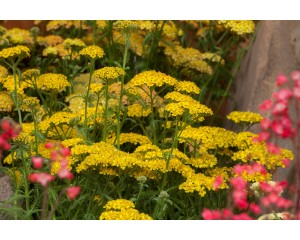 Photo Courtesy of Syngenta Flowers