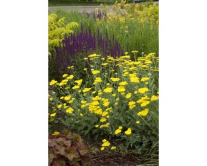 Photo Courtesy of Bailey Nurseries Inc.