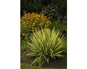 Photo Courtesy of Ball Horticultural Company