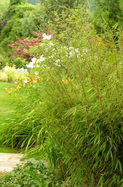 Bamboo, Rufa - TheTreeFarm.com