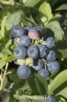Blueberry, Spartan Northern Highbush - TheTreeFarm.com