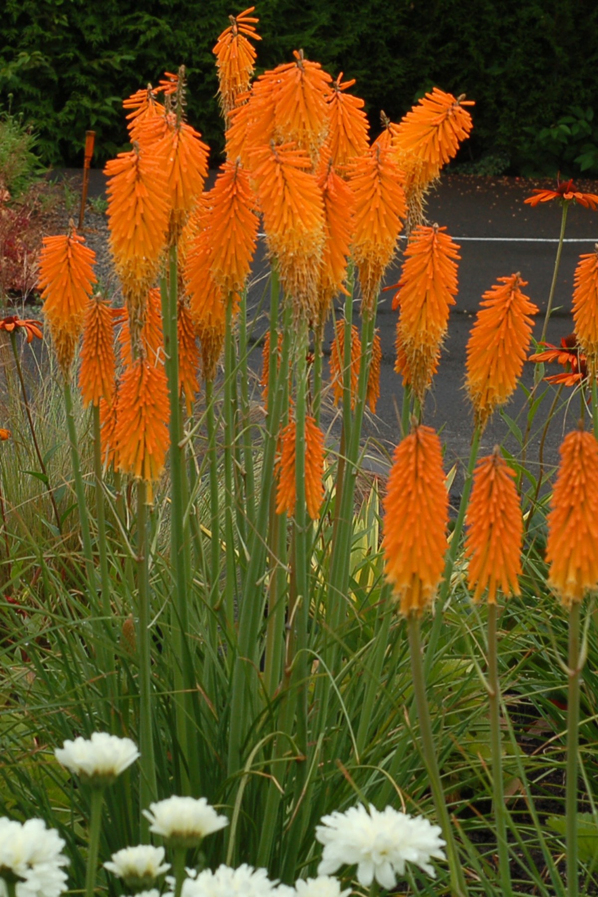Poker Plant, Mango Popsicle (Torch Lily) - TheTreeFarm.com