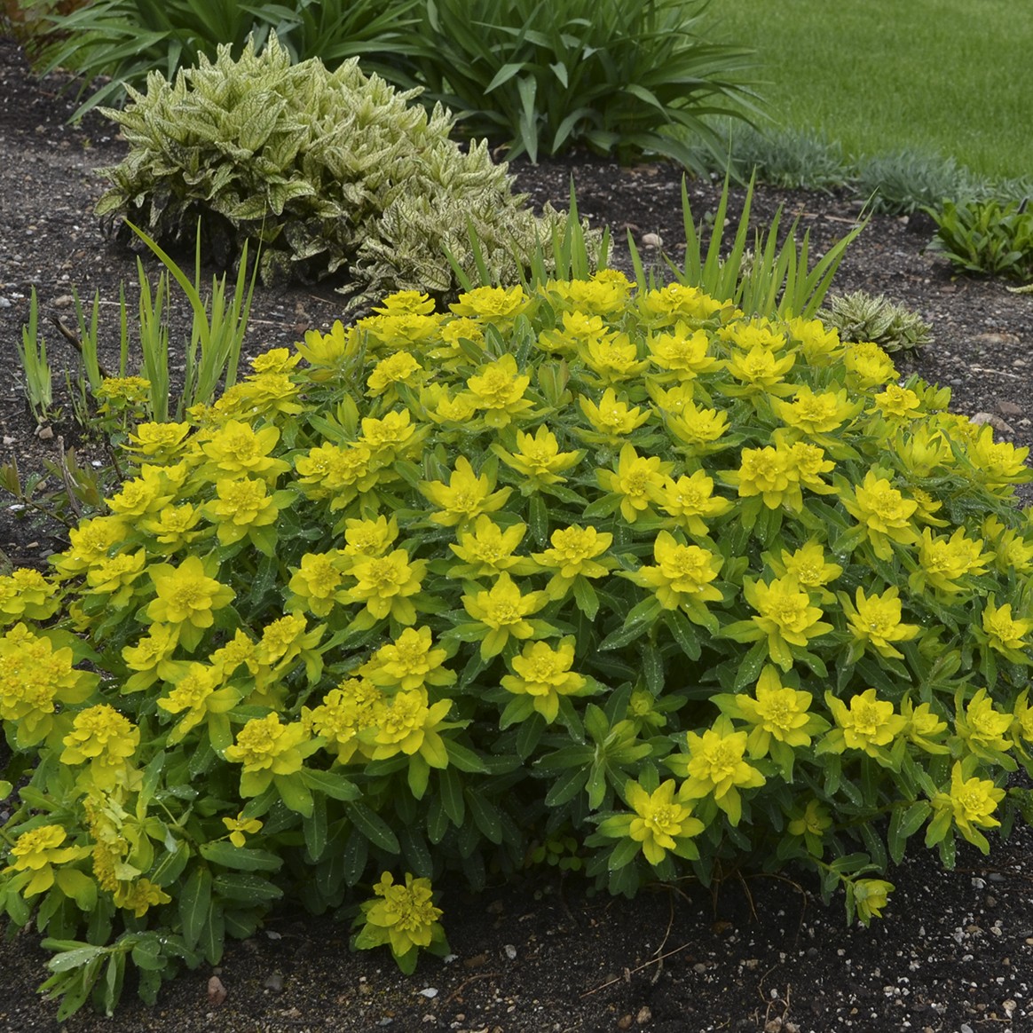 Spurge, Cushion - TheTreeFarm.com
