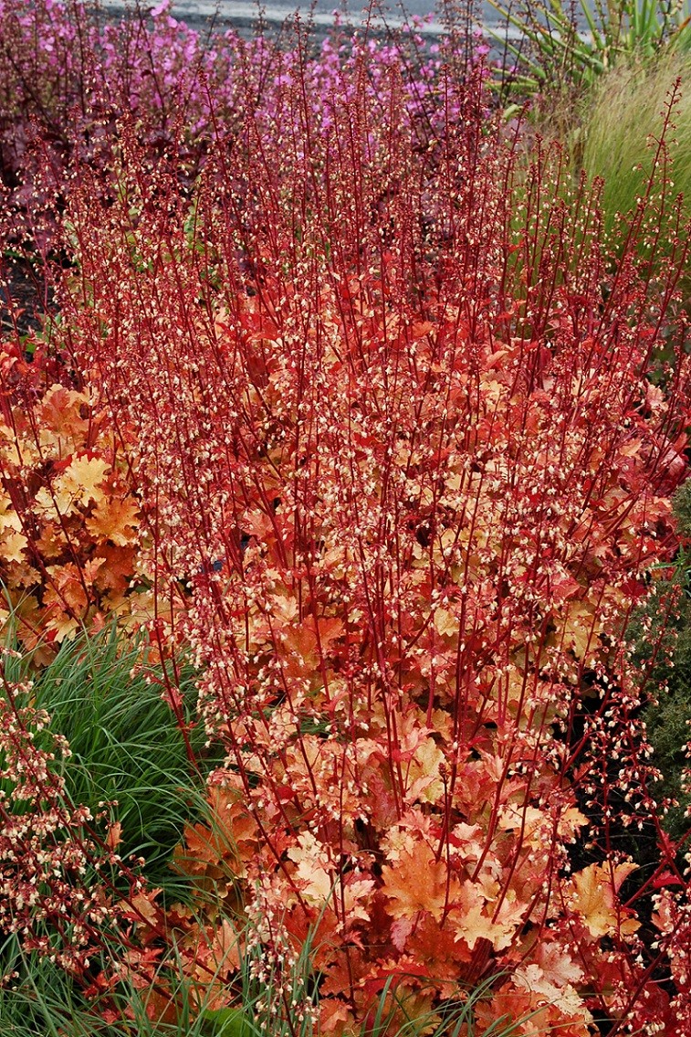 house plant fertiliser Plant Fertilizer main image 1