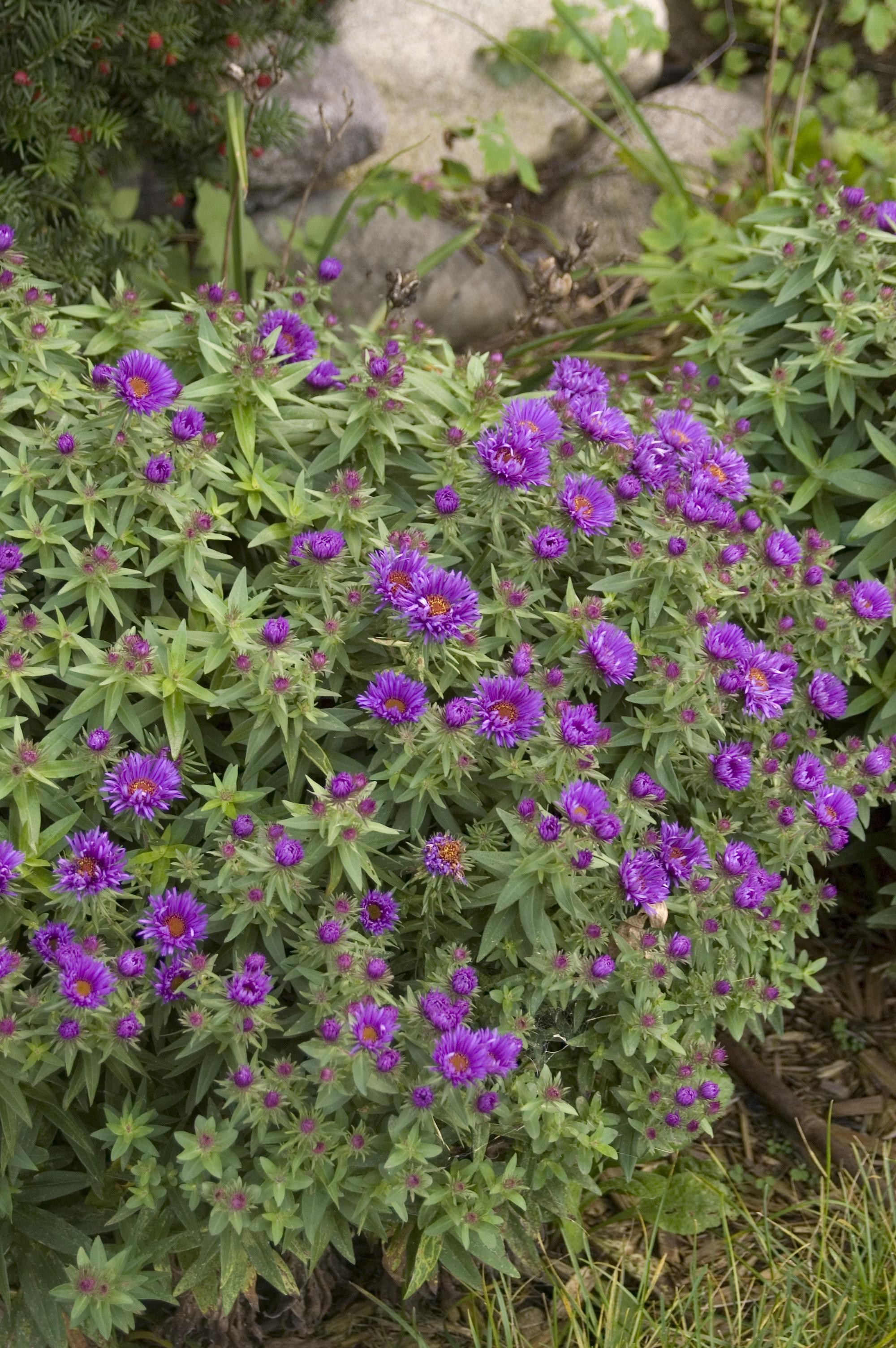 Aster, Purple Dome - TheTreeFarm.com