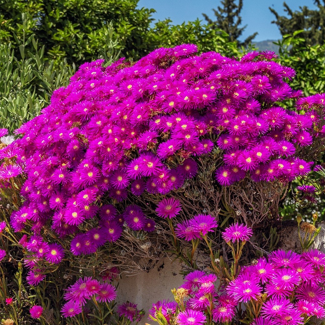 Ice Plant, Purple - TheTreeFarm.com