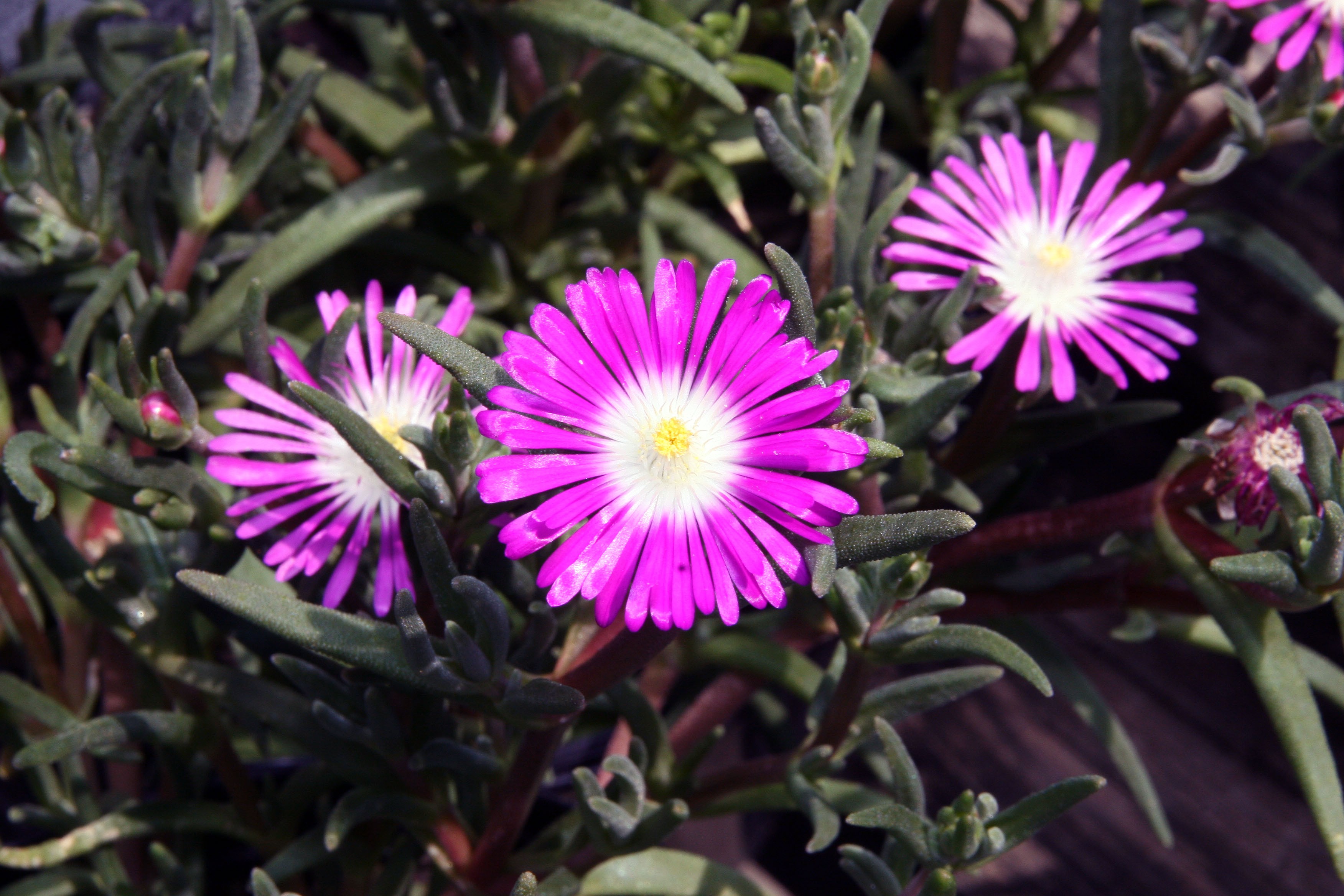 Ice Plant, Starburst - TheTreeFarm.com