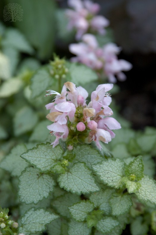 peltre rosa lamium