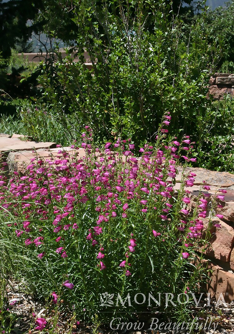 Red Rocks Beardtongue