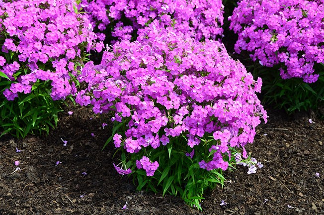 Phlox, Tall Garden Forever Pink - TheTreeFarm.com