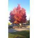 Maple, Autumn Blaze