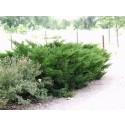 Juniper, Sea Green 