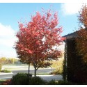 Serviceberry, Autumn Brilliance