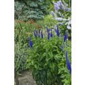 Veronica, Sunny Border Blue (Speedwell)