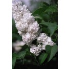 Photo Courtesy of Bailey Nurseries Inc.