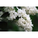 Lilac, Mme. Lemoine 