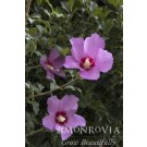 Photo Courtesy of Monrovia