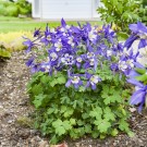 Photo Courtesy of Walter's Gardens Inc.
