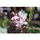 Gaura, Ballerina Rose