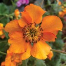 Photo courtesy of TERRA NOVA® Nurseries, Inc.