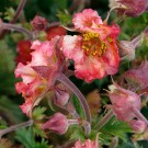 Image courtesy of TERRA NOVA® Nurseries, Inc.
