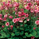 Photo Courtesy of TERRA NOVA® Nurseries, Inc.