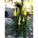 Photo Courtesy of TERRA NOVA® Nurseries, Inc.