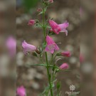 Image Courtesy Plant Select