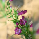 Image Courtesy Plant Select