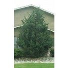 Admiral Upright Juniper...©photo ArborTanics Inc.