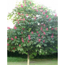 Briotti Red Ruby Horsechestnut 